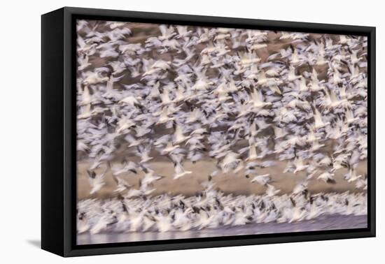 USA, New Mexico, Bosque del Apache. Blur of snow geese blastoff.-Jaynes Gallery-Framed Premier Image Canvas