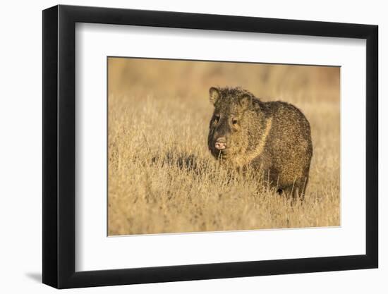 USA, New Mexico, Bosque del Apache. Javelina close-up in grass.-Jaynes Gallery-Framed Photographic Print