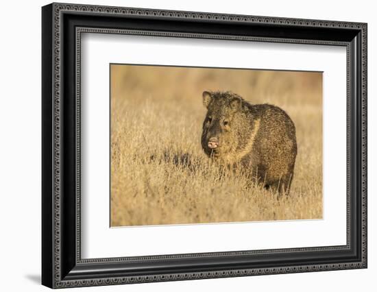 USA, New Mexico, Bosque del Apache. Javelina close-up in grass.-Jaynes Gallery-Framed Photographic Print