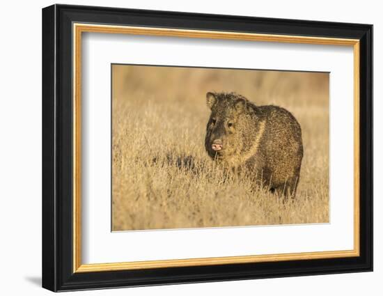 USA, New Mexico, Bosque del Apache. Javelina close-up in grass.-Jaynes Gallery-Framed Photographic Print