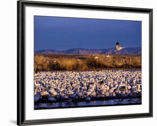 USA, New Mexico, Bosque del Apache, Lesser Snow Geese-Terry Eggers-Framed Photographic Print