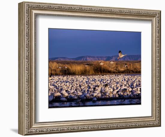 USA, New Mexico, Bosque del Apache, Lesser Snow Geese-Terry Eggers-Framed Photographic Print