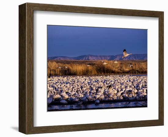 USA, New Mexico, Bosque del Apache, Lesser Snow Geese-Terry Eggers-Framed Photographic Print