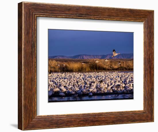 USA, New Mexico, Bosque del Apache, Lesser Snow Geese-Terry Eggers-Framed Photographic Print