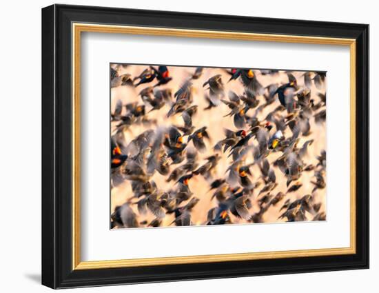 USA, New Mexico, Bosque Del Apache National Wildlife Refuge. Red-winged blackbird flock flying.-Jaynes Gallery-Framed Photographic Print