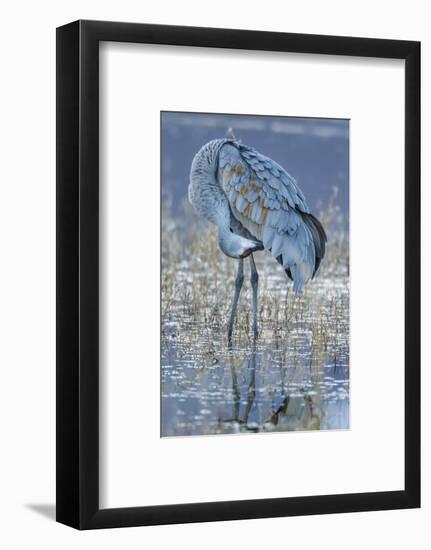 USA, New Mexico, Bosque Del Apache National Wildlife Refuge. Sandhill crane grooming.-Jaynes Gallery-Framed Photographic Print