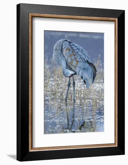 USA, New Mexico, Bosque Del Apache National Wildlife Refuge. Sandhill crane grooming.-Jaynes Gallery-Framed Photographic Print