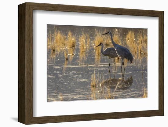 USA, New Mexico, Bosque del Apache National Wildlife Refuge. Sandhill cranes in water.-Jaynes Gallery-Framed Photographic Print