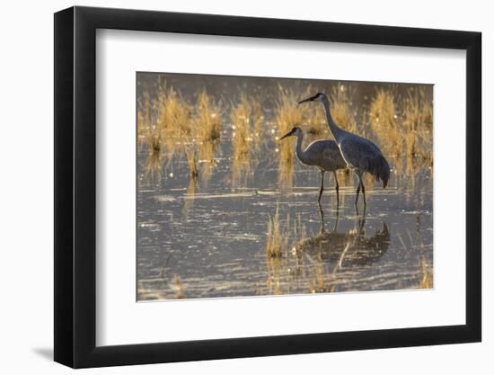 USA, New Mexico, Bosque del Apache National Wildlife Refuge. Sandhill cranes in water.-Jaynes Gallery-Framed Photographic Print