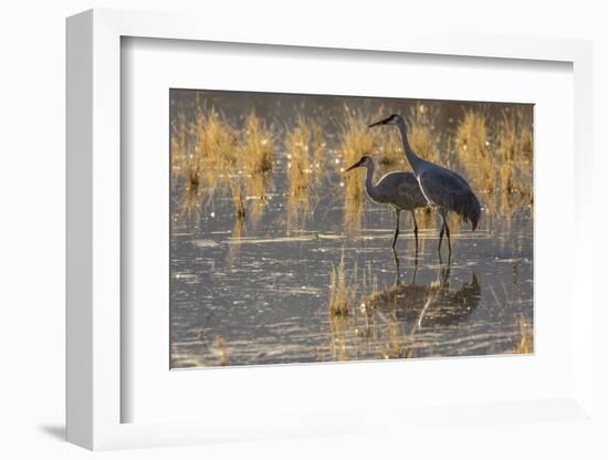 USA, New Mexico, Bosque del Apache National Wildlife Refuge. Sandhill cranes in water.-Jaynes Gallery-Framed Photographic Print