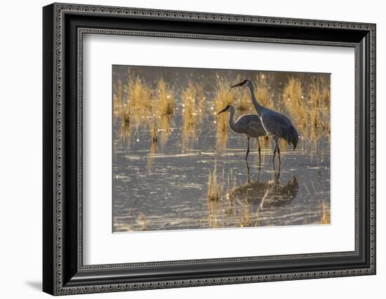 USA, New Mexico, Bosque del Apache National Wildlife Refuge. Sandhill cranes in water.-Jaynes Gallery-Framed Photographic Print