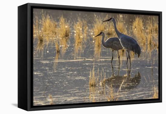USA, New Mexico, Bosque del Apache National Wildlife Refuge. Sandhill cranes in water.-Jaynes Gallery-Framed Premier Image Canvas