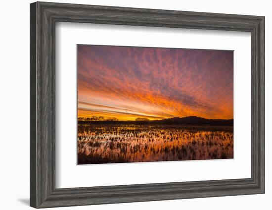 USA, New Mexico, Bosque del Apache National Wildlife Refuge. Sunset on bird flock in water.-Jaynes Gallery-Framed Photographic Print