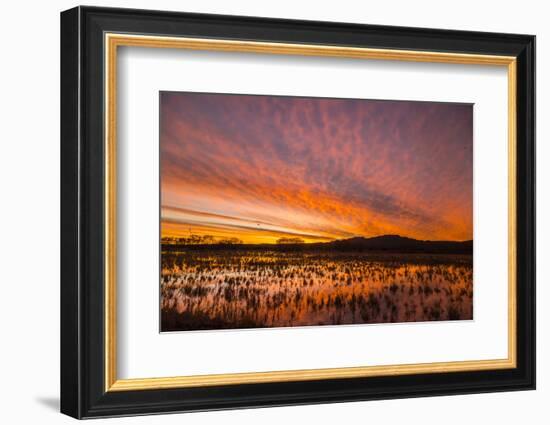 USA, New Mexico, Bosque del Apache National Wildlife Refuge. Sunset on bird flock in water.-Jaynes Gallery-Framed Photographic Print