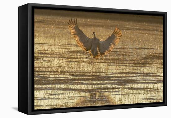 USA, New Mexico, Bosque del Apache. Sandhill crane landing at sunset.-Jaynes Gallery-Framed Premier Image Canvas