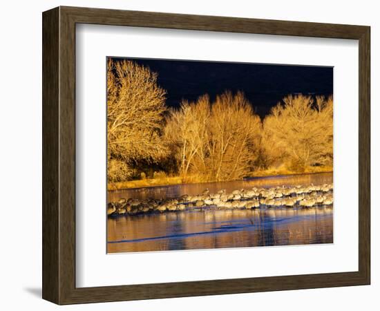 USA, New Mexico, Bosque del Apache, Sandhill cranes at dawn-Terry Eggers-Framed Photographic Print