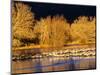 USA, New Mexico, Bosque del Apache, Sandhill cranes at dawn-Terry Eggers-Mounted Photographic Print