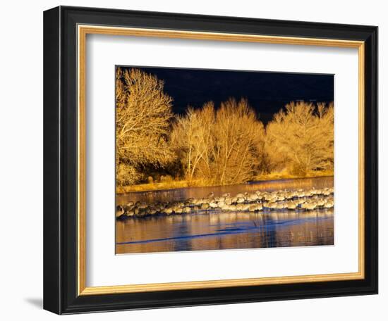 USA, New Mexico, Bosque del Apache, Sandhill cranes at dawn-Terry Eggers-Framed Photographic Print