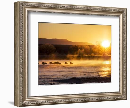 USA, New Mexico, Bosque del Apache, Sandhill cranes at dawn-Terry Eggers-Framed Photographic Print