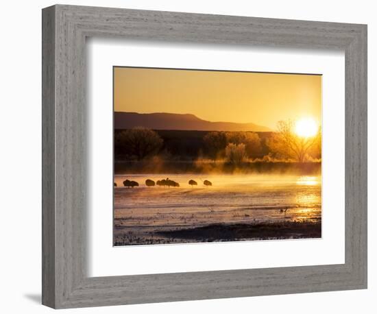 USA, New Mexico, Bosque del Apache, Sandhill cranes at dawn-Terry Eggers-Framed Photographic Print