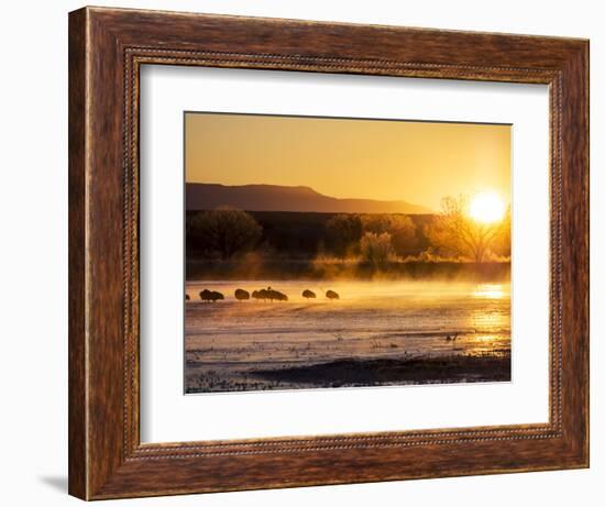USA, New Mexico, Bosque del Apache, Sandhill cranes at dawn-Terry Eggers-Framed Photographic Print