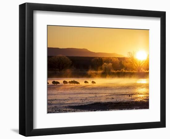 USA, New Mexico, Bosque del Apache, Sandhill cranes at dawn-Terry Eggers-Framed Photographic Print