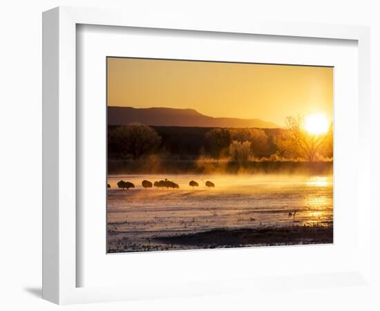 USA, New Mexico, Bosque del Apache, Sandhill cranes at dawn-Terry Eggers-Framed Photographic Print