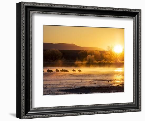 USA, New Mexico, Bosque del Apache, Sandhill cranes at dawn-Terry Eggers-Framed Photographic Print