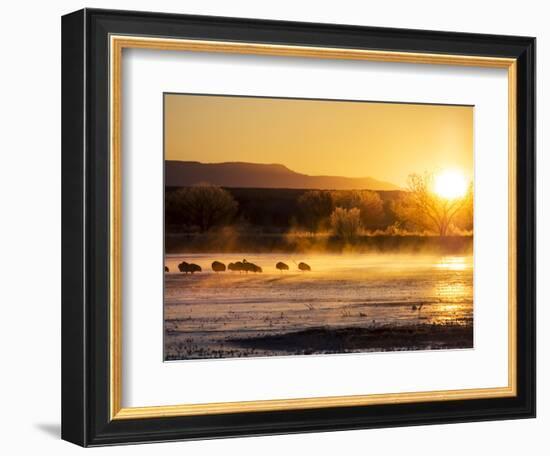 USA, New Mexico, Bosque del Apache, Sandhill cranes at dawn-Terry Eggers-Framed Photographic Print