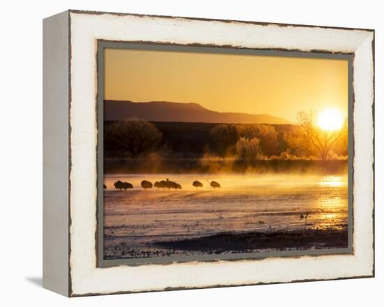 USA, New Mexico, Bosque del Apache, Sandhill cranes at dawn-Terry Eggers-Framed Premier Image Canvas