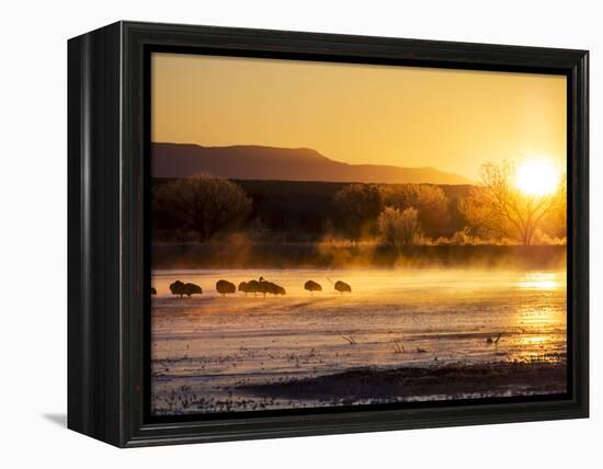 USA, New Mexico, Bosque del Apache, Sandhill cranes at dawn-Terry Eggers-Framed Premier Image Canvas