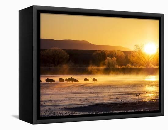 USA, New Mexico, Bosque del Apache, Sandhill cranes at dawn-Terry Eggers-Framed Premier Image Canvas