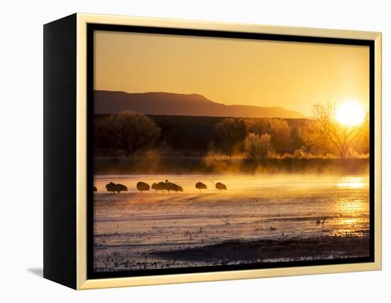 USA, New Mexico, Bosque del Apache, Sandhill cranes at dawn-Terry Eggers-Framed Premier Image Canvas