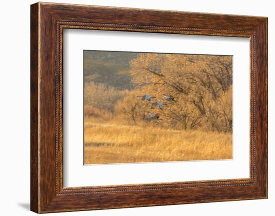 USA, New Mexico, Bosque del Apache. Sandhill cranes flying at sunset.-Jaynes Gallery-Framed Photographic Print