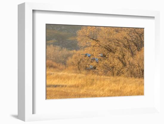 USA, New Mexico, Bosque del Apache. Sandhill cranes flying at sunset.-Jaynes Gallery-Framed Photographic Print