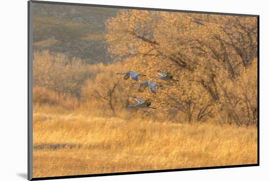 USA, New Mexico, Bosque del Apache. Sandhill cranes flying at sunset.-Jaynes Gallery-Mounted Photographic Print