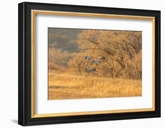 USA, New Mexico, Bosque del Apache. Sandhill cranes flying at sunset.-Jaynes Gallery-Framed Photographic Print