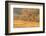 USA, New Mexico, Bosque del Apache. Sandhill cranes flying at sunset.-Jaynes Gallery-Framed Photographic Print