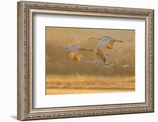 USA, New Mexico, Bosque del Apache. Sandhill cranes flying at sunset.-Jaynes Gallery-Framed Photographic Print