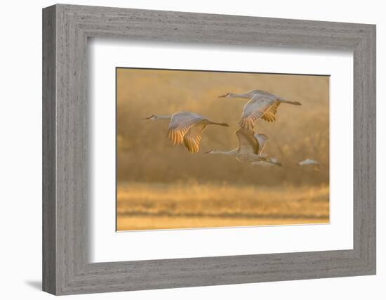 USA, New Mexico, Bosque del Apache. Sandhill cranes flying at sunset.-Jaynes Gallery-Framed Photographic Print