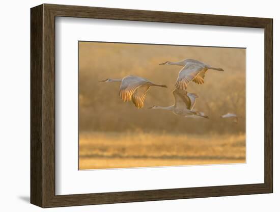 USA, New Mexico, Bosque del Apache. Sandhill cranes flying at sunset.-Jaynes Gallery-Framed Photographic Print