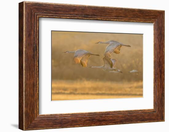 USA, New Mexico, Bosque del Apache. Sandhill cranes flying at sunset.-Jaynes Gallery-Framed Photographic Print