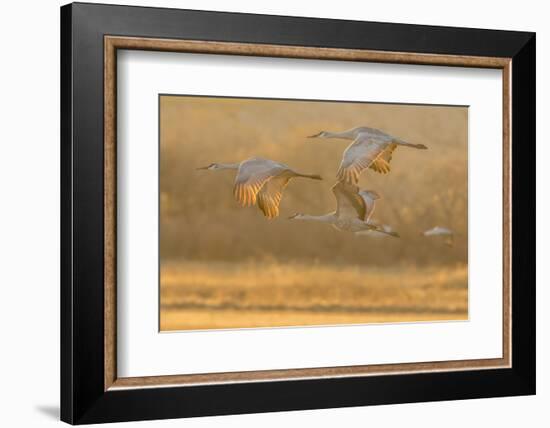 USA, New Mexico, Bosque del Apache. Sandhill cranes flying at sunset.-Jaynes Gallery-Framed Photographic Print