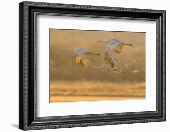 USA, New Mexico, Bosque del Apache. Sandhill cranes flying at sunset.-Jaynes Gallery-Framed Photographic Print