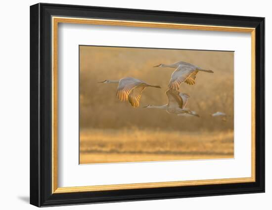 USA, New Mexico, Bosque del Apache. Sandhill cranes flying at sunset.-Jaynes Gallery-Framed Photographic Print