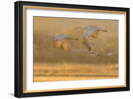 USA, New Mexico, Bosque del Apache. Sandhill cranes flying at sunset.-Jaynes Gallery-Framed Photographic Print