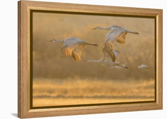 USA, New Mexico, Bosque del Apache. Sandhill cranes flying at sunset.-Jaynes Gallery-Framed Premier Image Canvas