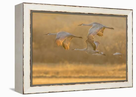 USA, New Mexico, Bosque del Apache. Sandhill cranes flying at sunset.-Jaynes Gallery-Framed Premier Image Canvas