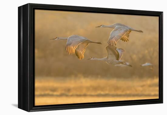 USA, New Mexico, Bosque del Apache. Sandhill cranes flying at sunset.-Jaynes Gallery-Framed Premier Image Canvas