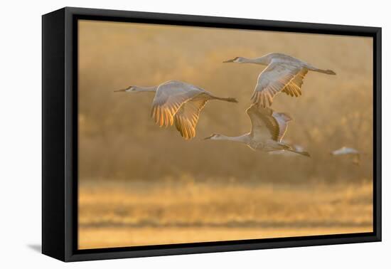 USA, New Mexico, Bosque del Apache. Sandhill cranes flying at sunset.-Jaynes Gallery-Framed Premier Image Canvas